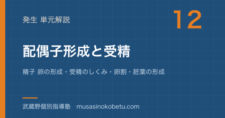 【生物】配偶子形成と受精を図解で総まとめ—精子 卵の形成・受精のしくみ・卵割・胚葉の形成のアイキャッチ
