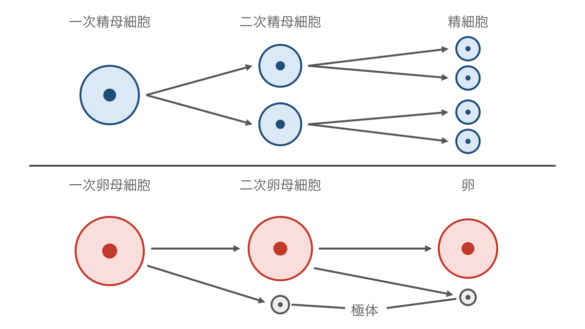 図1 減数分裂で生じる精細胞と卵の細胞質分配の違い