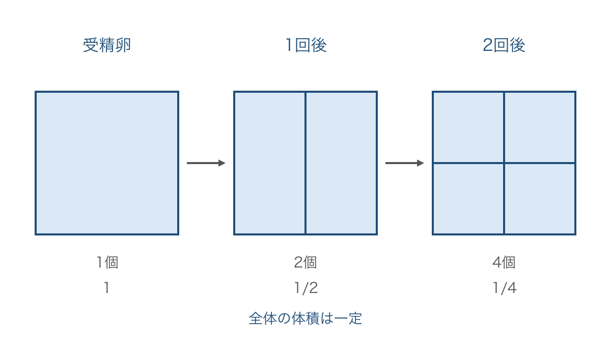 図2 卵割の回数と割球数および各割球の体積の関係