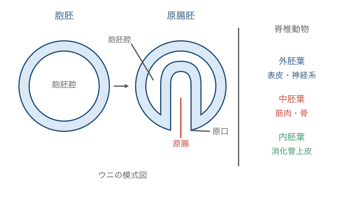 図3 胞胚腔と原腸の区別および三胚葉から生じる組織