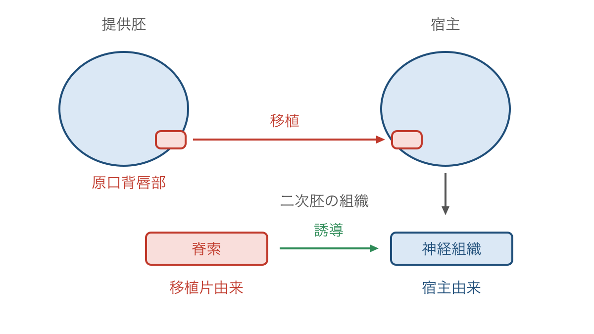 図1 原口背唇部の移植と宿主細胞への誘導の関係