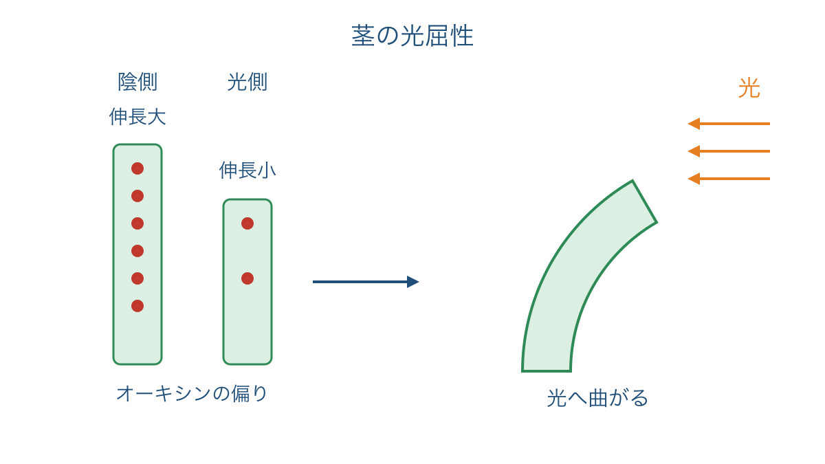 図3 茎の陰側の伸長が光の方向への曲がりを生むしくみ