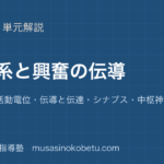 【生物】神経系と興奮の伝導を図解で総まとめ—静止電位 活動電位・伝導と伝達・シナプス・中枢神経のアイキャッチ 武蔵野個別指導塾
