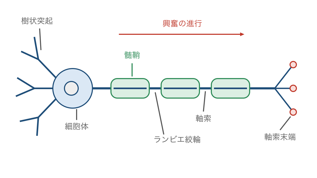 図1 ニューロンの各部と髄鞘の切れ目に沿う興奮の進行