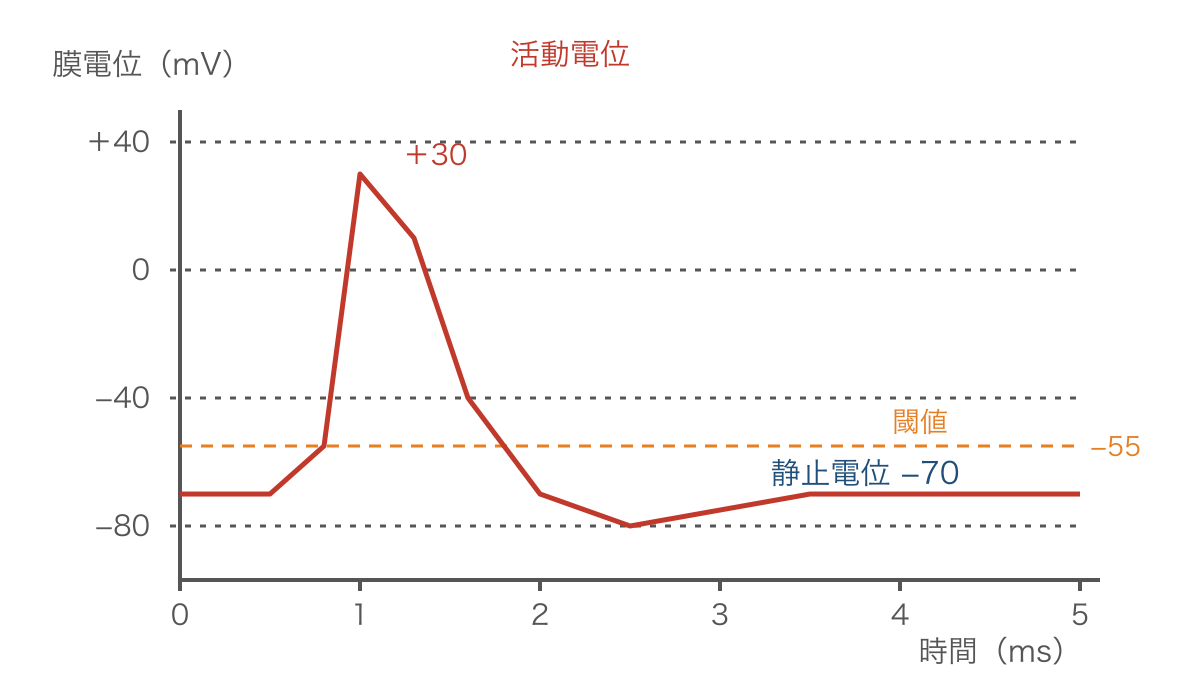 図2 軸索の一点で測った活動電位と閾値の時間変化