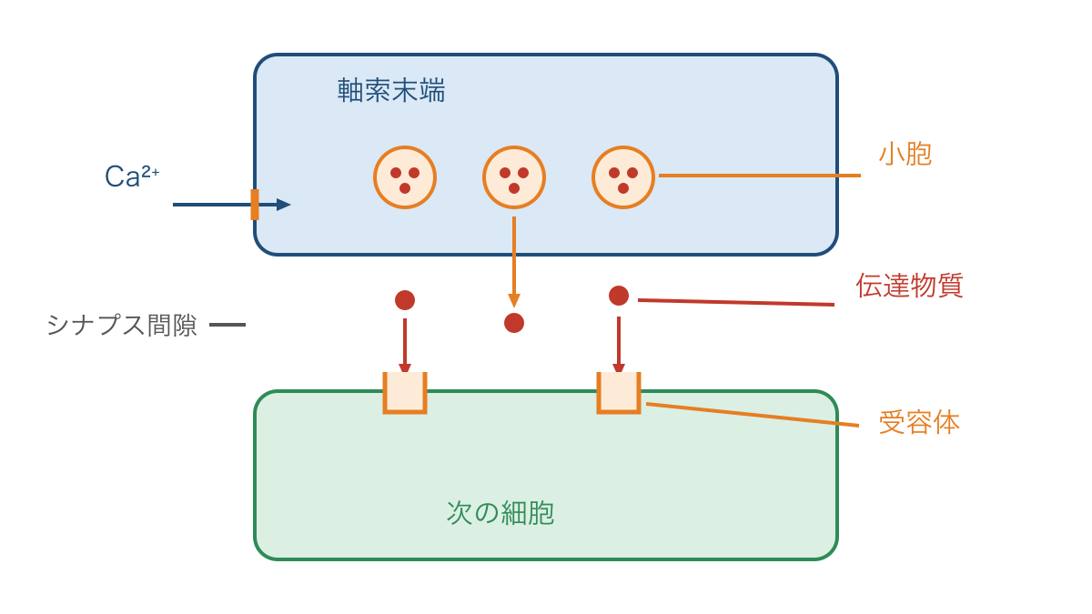 図3 化学シナプスでの物質の放出と次の細胞への伝達