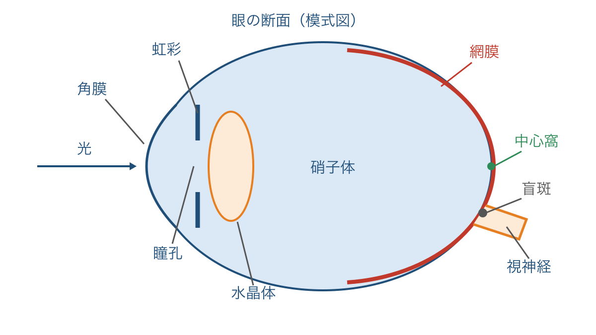 図1 眼の断面で確かめる光の入口と網膜の位置