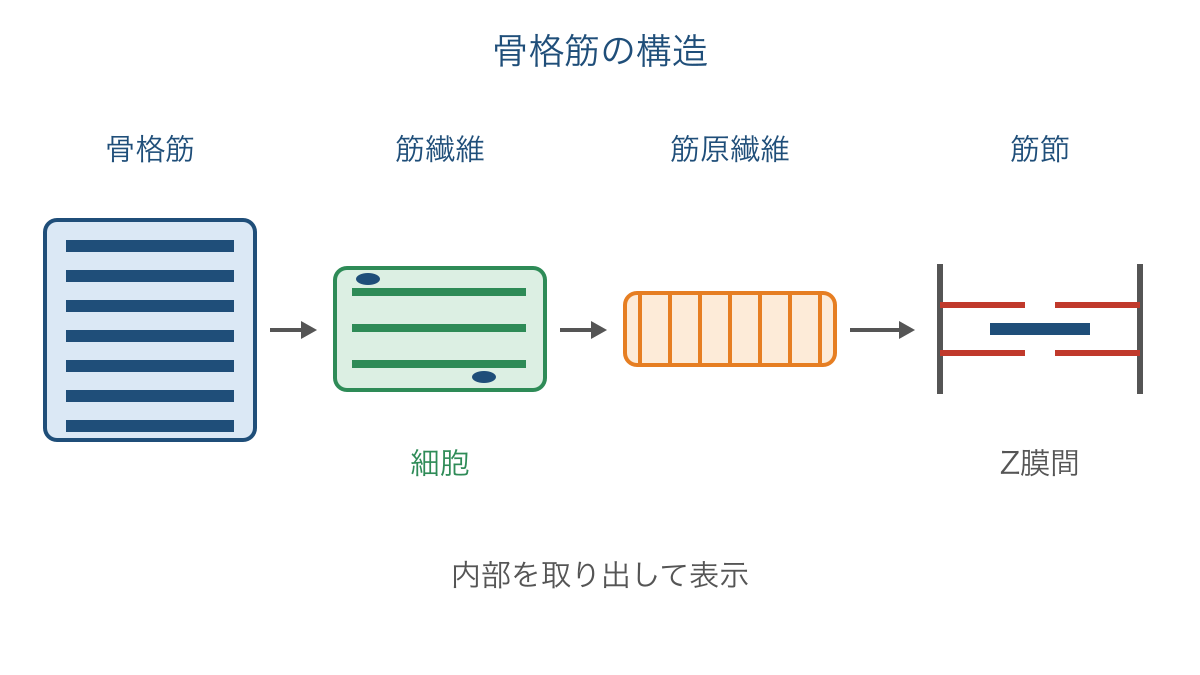 図1 骨格筋から筋繊維と筋原繊維を経て筋節に至る構造