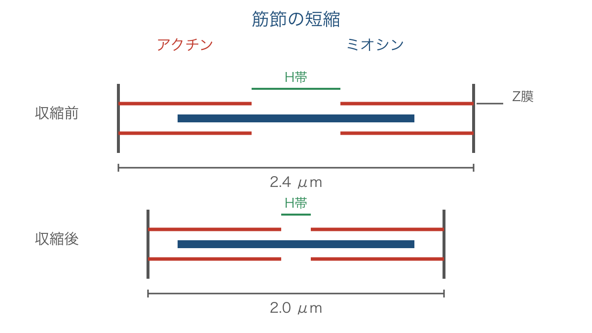 図2 収縮前後でフィラメントの長さと重なりを比べる筋節