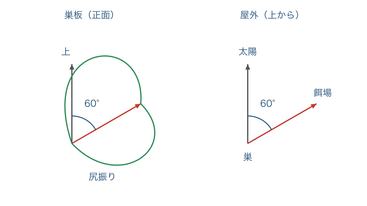 図2 巣板の上向きと太陽の方向を基準にした角度の対応