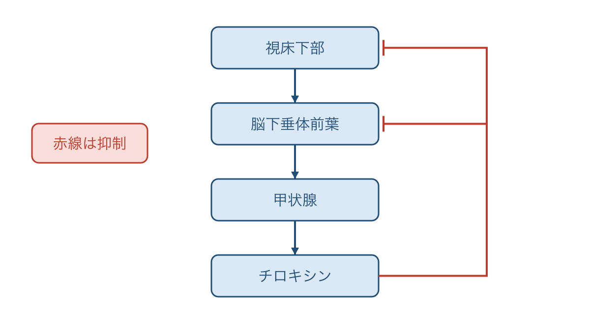 図1 甲状腺ホルモンによる上流への負のフィードバック