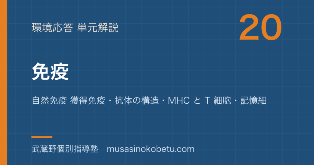 生物免疫を図解で総まとめ自然免疫 獲得免疫抗体の構造MHC と T 細胞記憶細胞免疫の異常のアイキャッチ | 武蔵野個別指導塾 【生物】免疫を図解で総まとめ—自然免疫 獲得免疫・抗体の構造・MHC と T 細胞・記憶細胞・免疫の異常のアイキャッチ 武蔵野個別指導塾