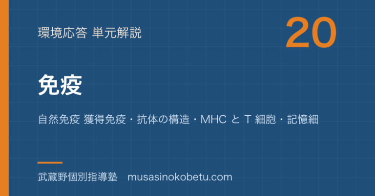 【生物】免疫を図解で総まとめ—自然免疫 獲得免疫・抗体の構造・MHC と T 細胞・記憶細胞・免疫の異常のアイキャッチ