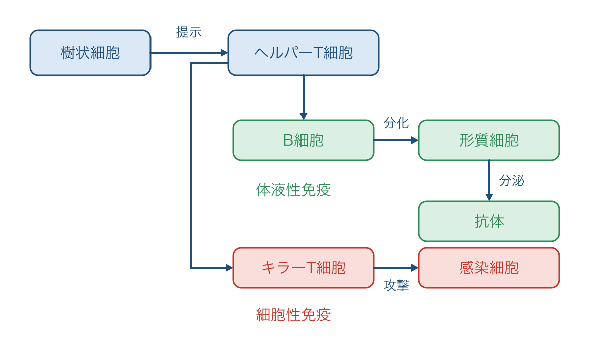 図1 抗原提示から体液性免疫と細胞性免疫へ進む流れ