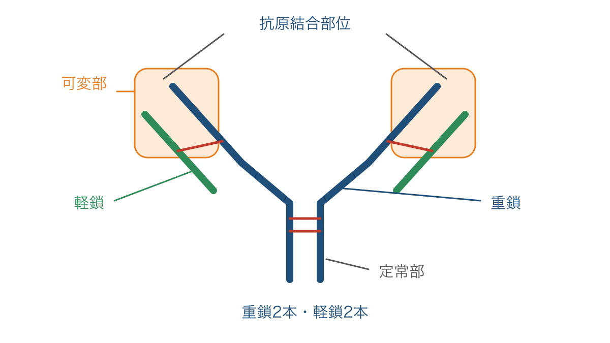 図2 抗体の重鎖と軽鎖および先端の可変部の位置