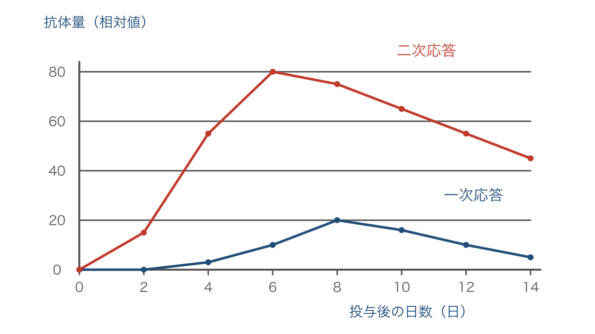 図3 同じ抗原に対する一次応答と二次応答の抗体量比較