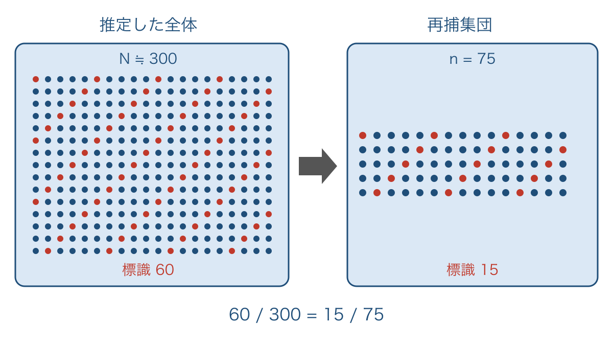 図2 標識再捕法で全体と再捕集団の割合を比べる