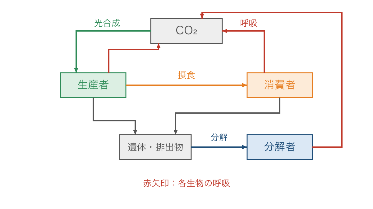 図3 光合成と呼吸および遺体の分解を通じた炭素の循環