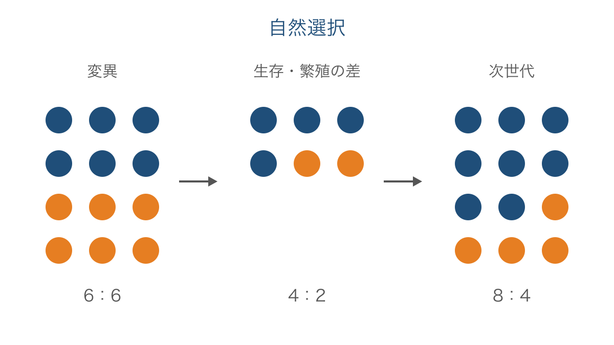 図1 遺伝する体色の違いと自然選択による集団の変化