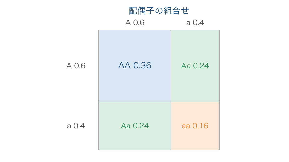 図2 配偶子の頻度から遺伝子型の頻度を求める面積図