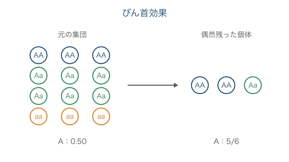 図3 偶然の個体数減少によって遺伝子頻度が偏るびん首効果