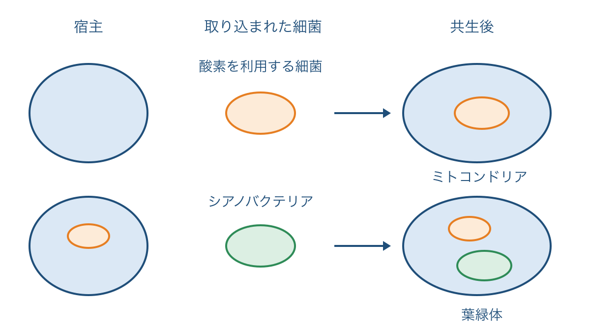 図3 細胞内共生による細胞小器官の起源の模式図