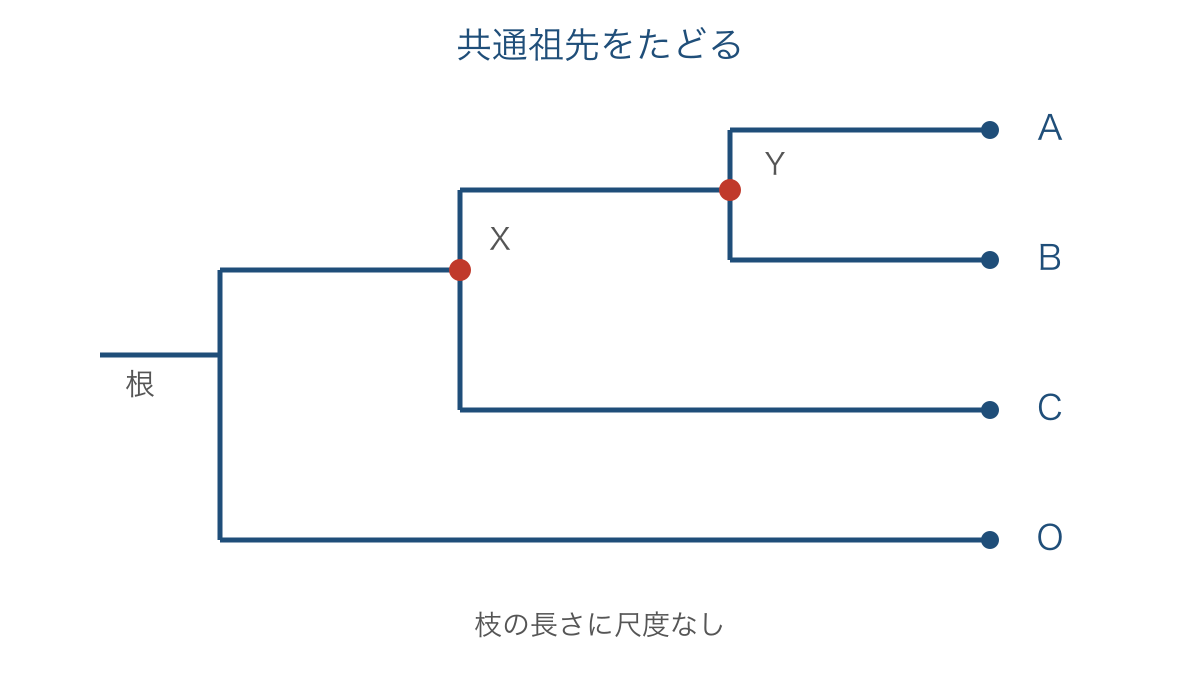 図2 共通祖先の位置から近縁関係を判断する系統樹