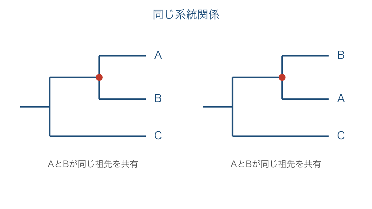 図3 先端の並びを入れ替えても変わらない系統関係