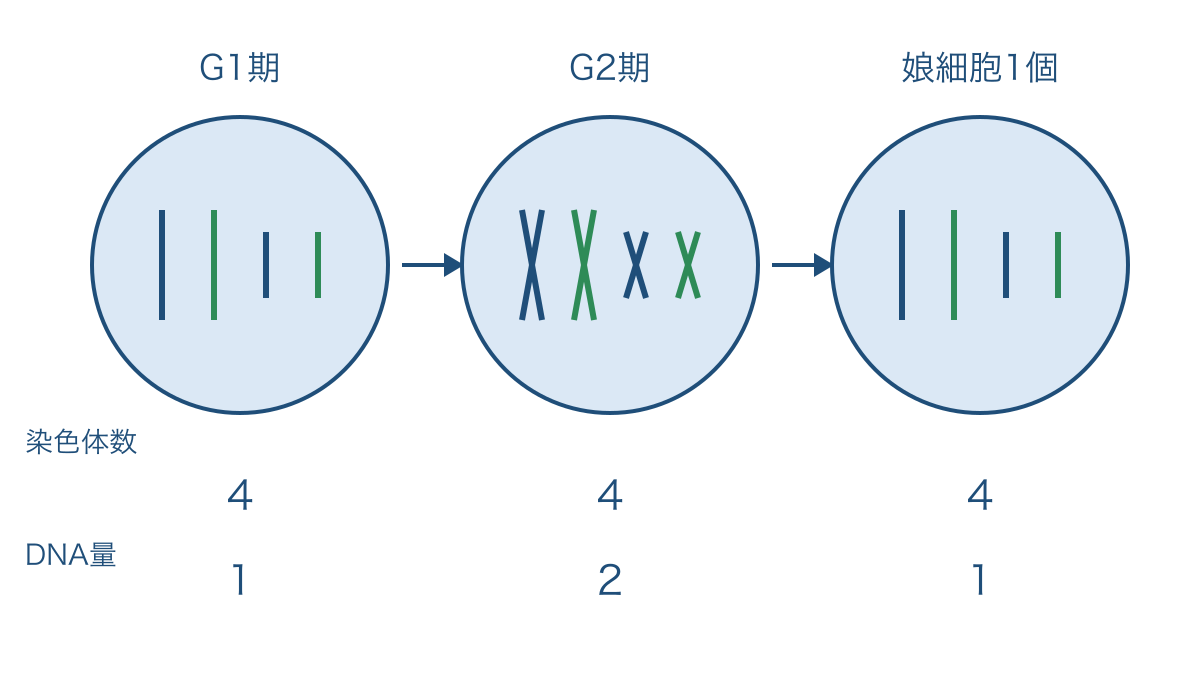 図1 複製の前後と体細胞分裂後の染色体数とDNA量