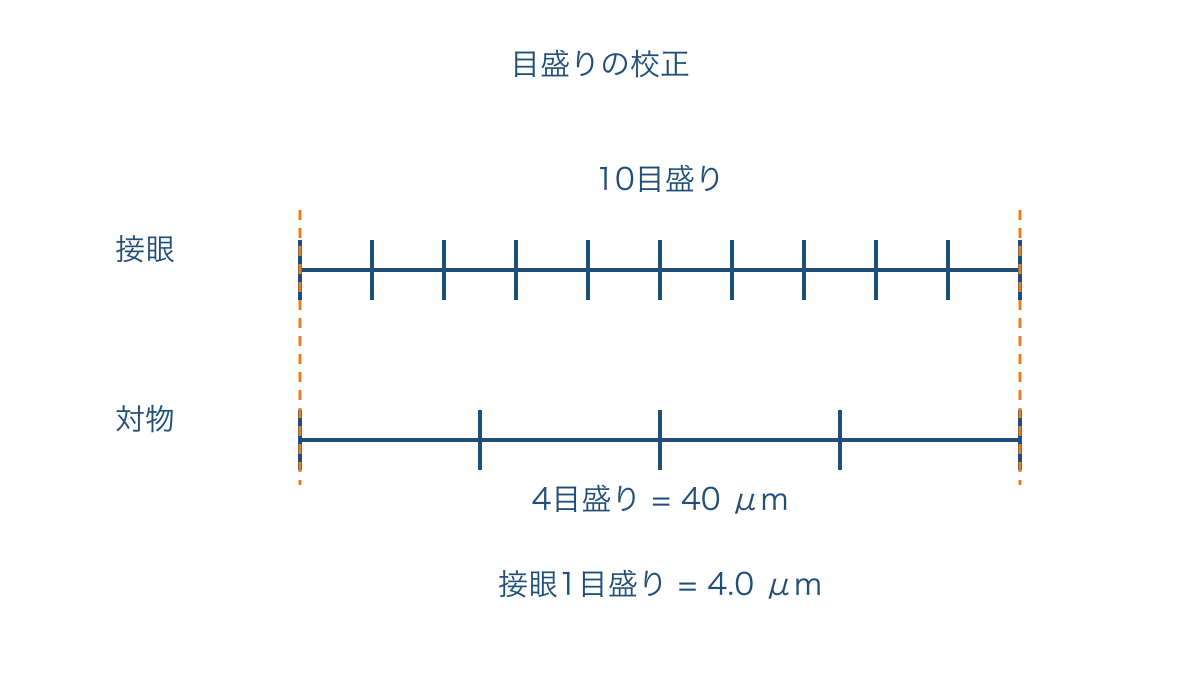 図1 接眼と対物の目盛りを重ねて実際の長さを求める