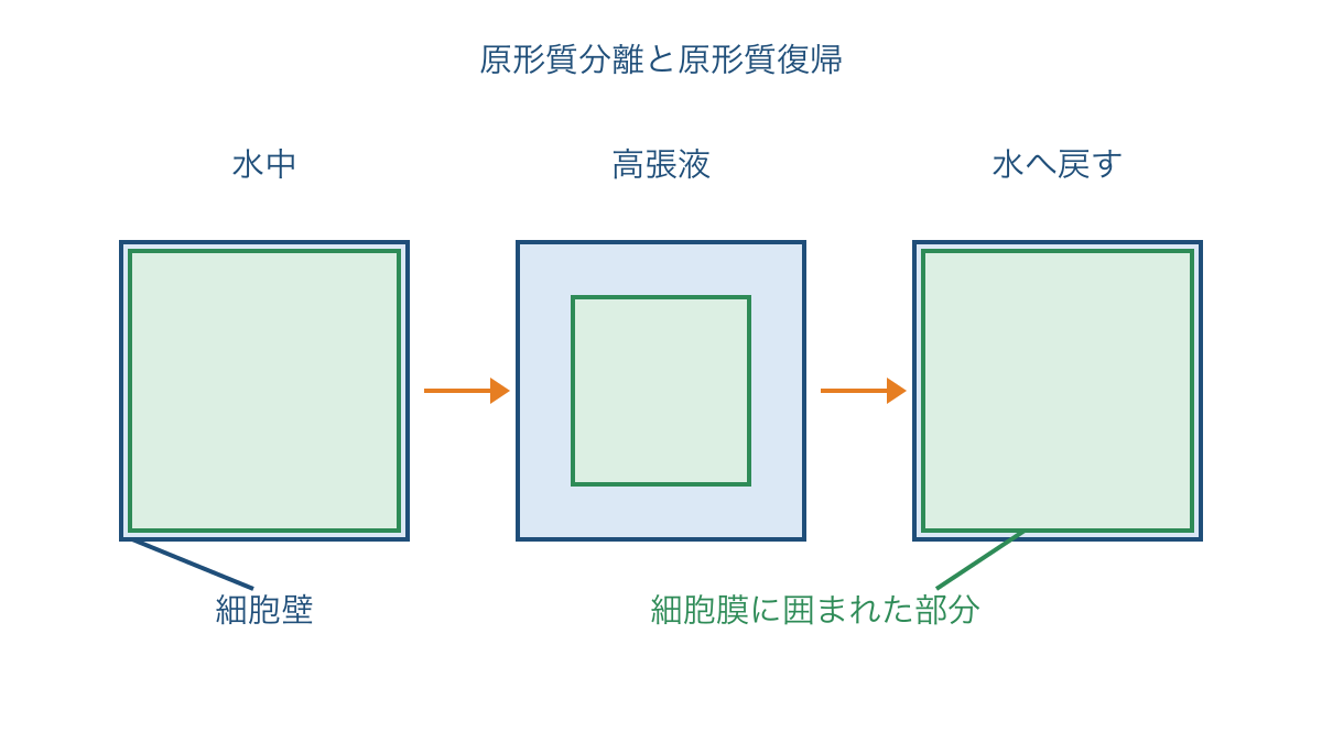 図3 原形質分離と水を戻したときの細胞の変化