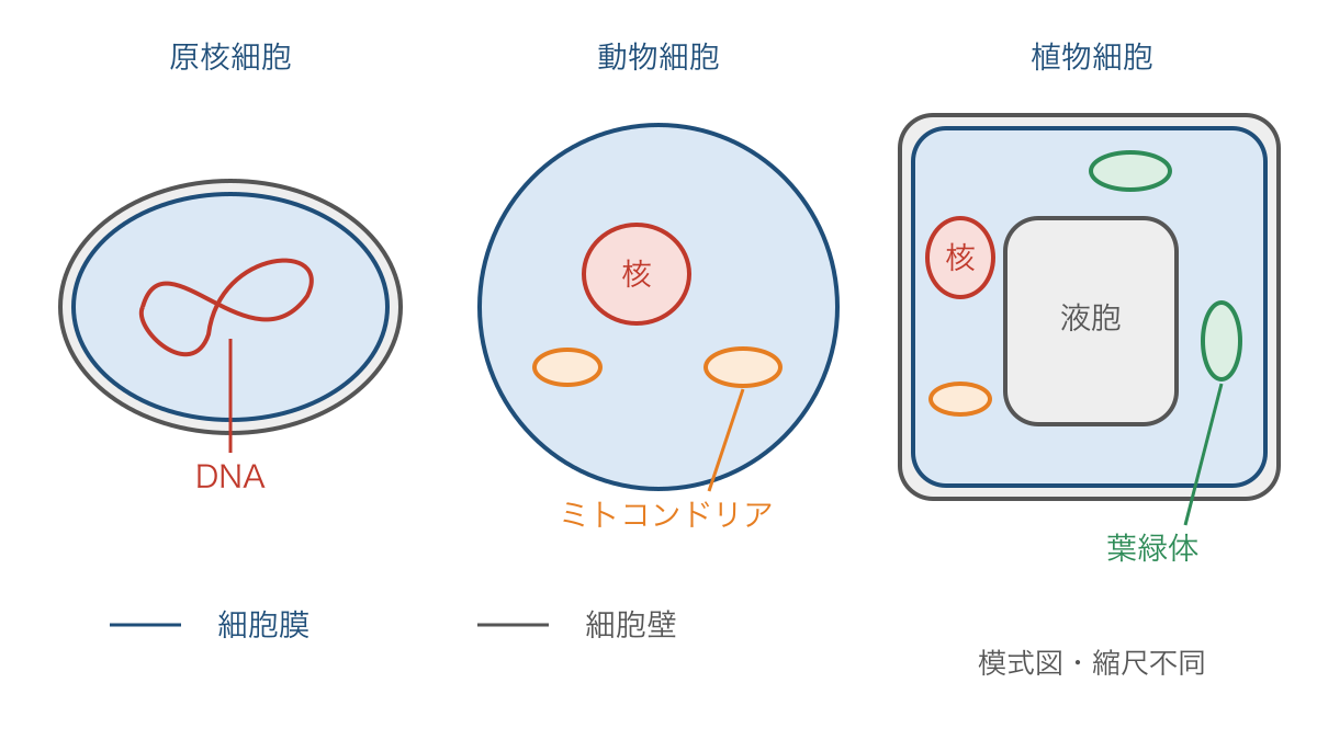 図1 原核細胞と動物・植物の真核細胞の構造比較