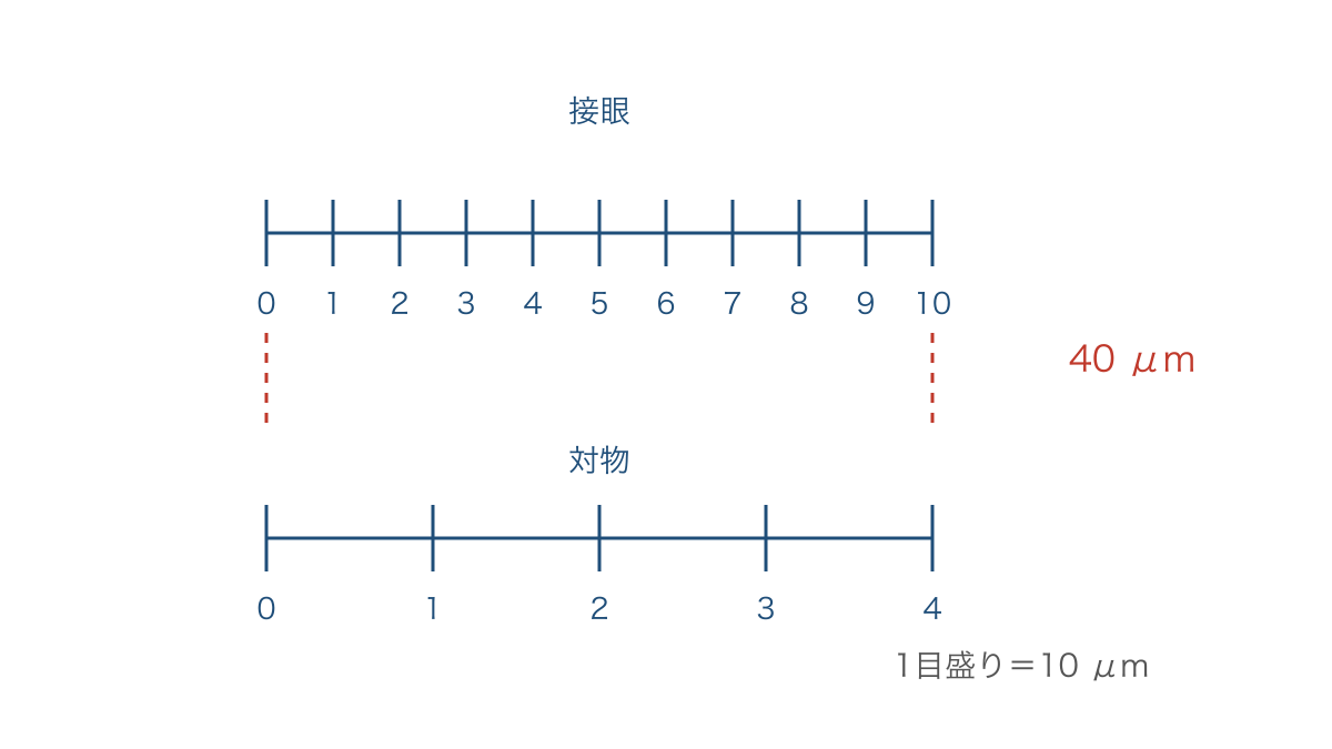 図2 接眼と対物の目盛りを重ねた長さの校正
