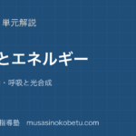 生物基礎代謝とエネルギーを図解で総まとめATP酵素呼吸と光合成のアイキャッチ | 武蔵野個別指導塾 【生物基礎】代謝とエネルギーを図解で総まとめ—ATP・酵素・呼吸と光合成のアイキャッチ 武蔵野個別指導塾