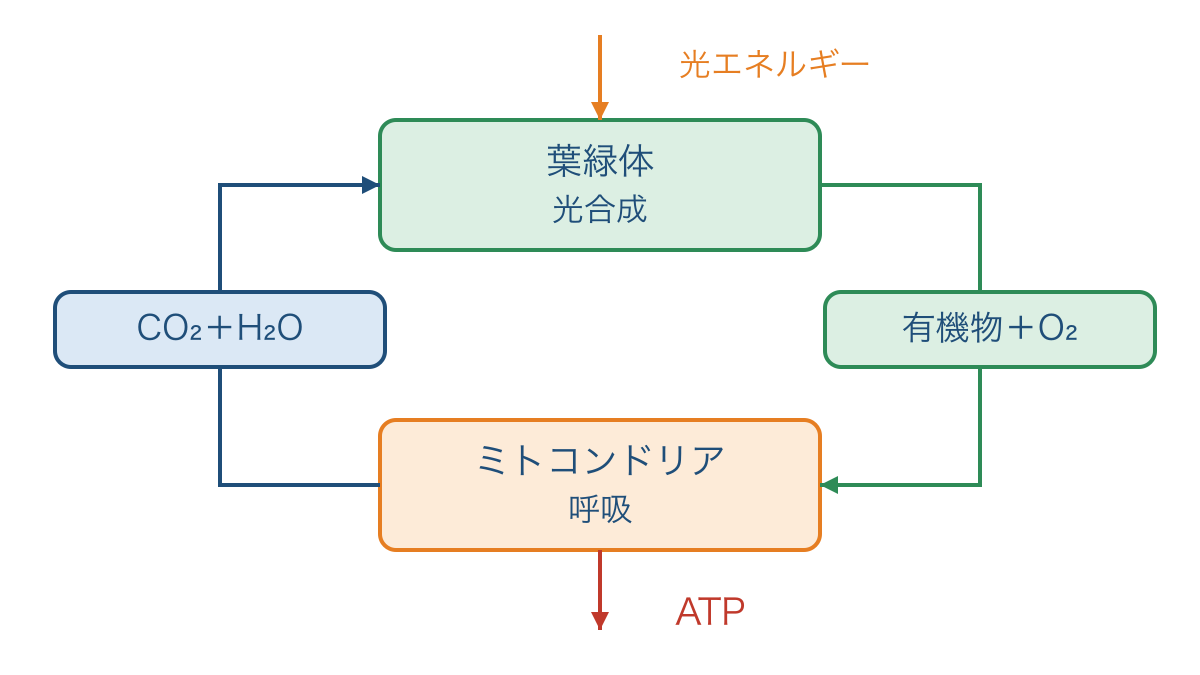 図3 葉緑体とミトコンドリアで進む反応の物質の関係