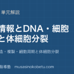 生物基礎遺伝情報と DNA を図解で総まとめDNA の構造複製細胞周期と体細胞分裂のアイキャッチ | 武蔵野個別指導塾 【生物基礎】遺伝情報と DNA を図解で総まとめ—DNA の構造・複製・細胞周期と体細胞分裂のアイキャッチ 武蔵野個別指導塾