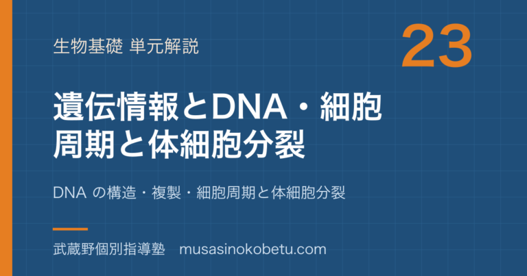 【生物基礎】遺伝情報と DNA を図解で総まとめ—DNA の構造・複製・細胞周期と体細胞分裂のアイキャッチ