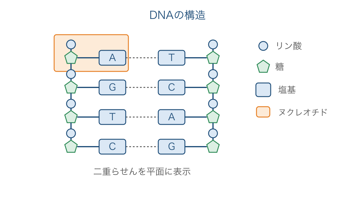 図1 ヌクレオチドの構成と向かい合う塩基の対応