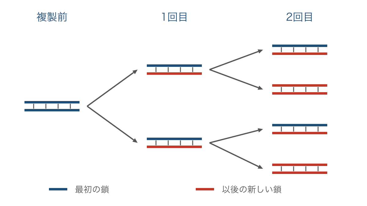 図2 2回の半保存的複製で元の鎖を受け継ぐ分子