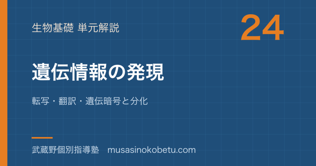 生物基礎遺伝情報の発現を図解で総まとめ転写翻訳遺伝暗号と分化のアイキャッチ | 武蔵野個別指導塾 【生物基礎】遺伝情報の発現を図解で総まとめ—転写・翻訳・遺伝暗号と分化のアイキャッチ 武蔵野個別指導塾