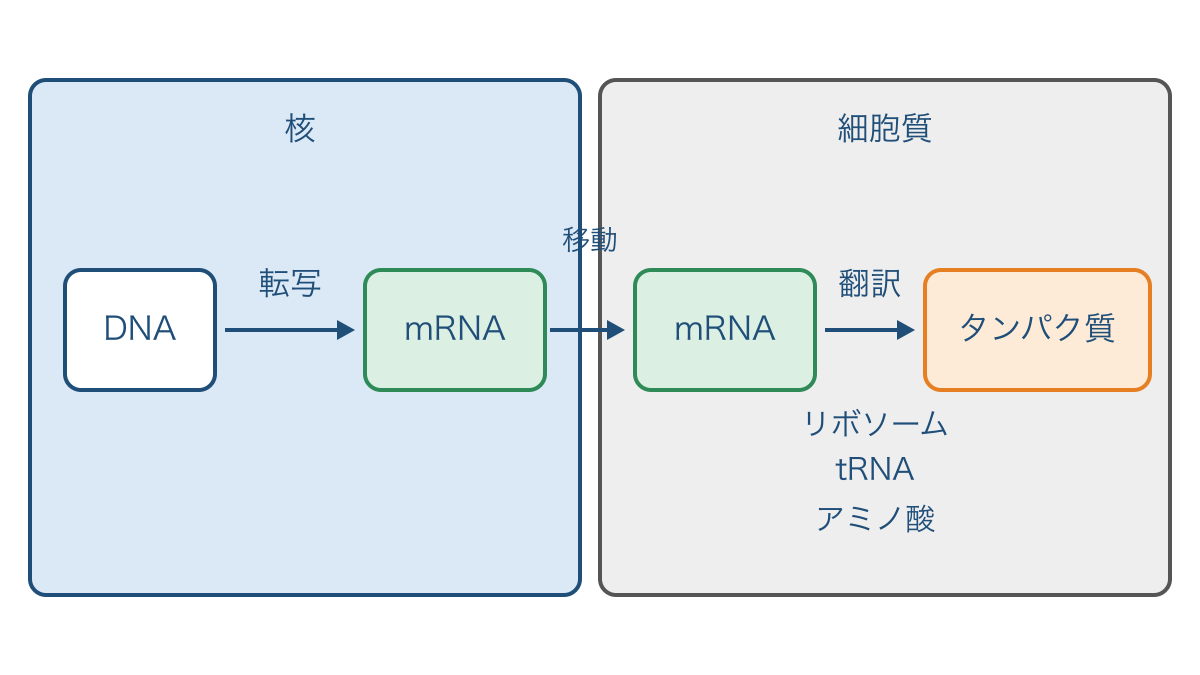 図1 DNAから転写と翻訳を経てタンパク質ができる流れ