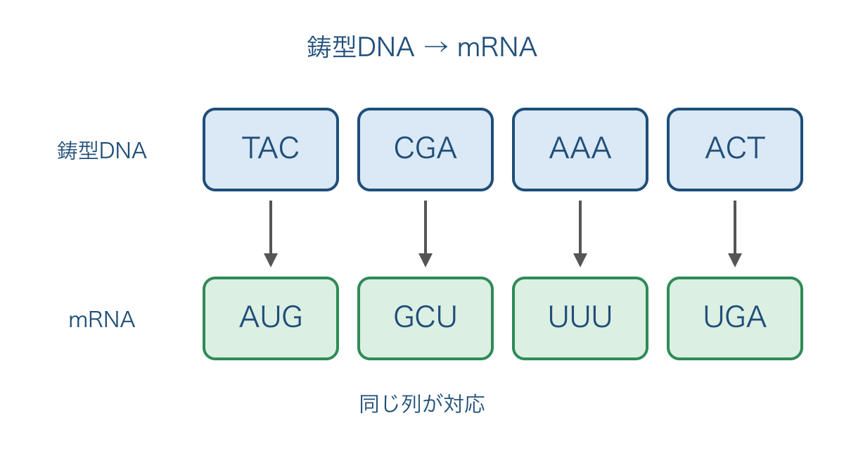 図2 鋳型DNAとmRNAの塩基配列を対応させた模式図