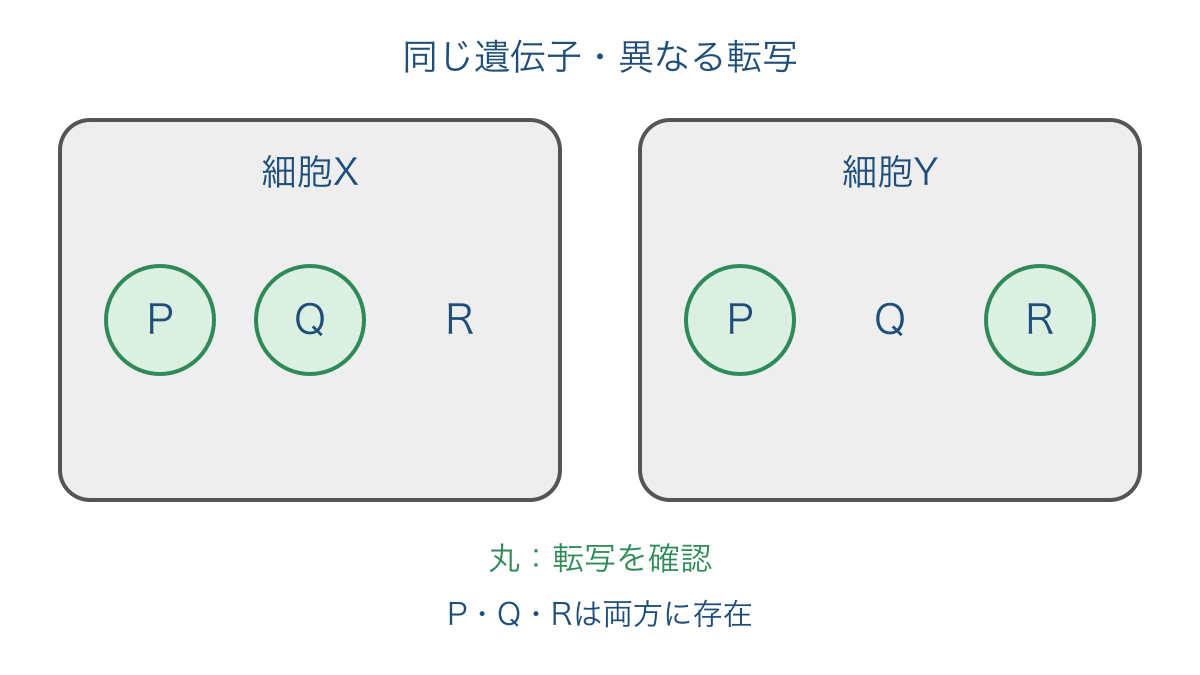 図3 同じ遺伝子をもつ細胞で転写される組合せが異なる模式図