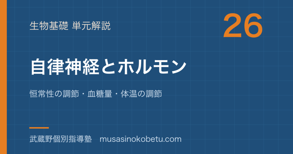 生物基礎自律神経とホルモンを図解で総まとめ恒常性の調節血糖量体温の調節のアイキャッチ | 武蔵野個別指導塾 【生物基礎】自律神経とホルモンを図解で総まとめ—恒常性の調節・血糖量・体温の調節のアイキャッチ 武蔵野個別指導塾