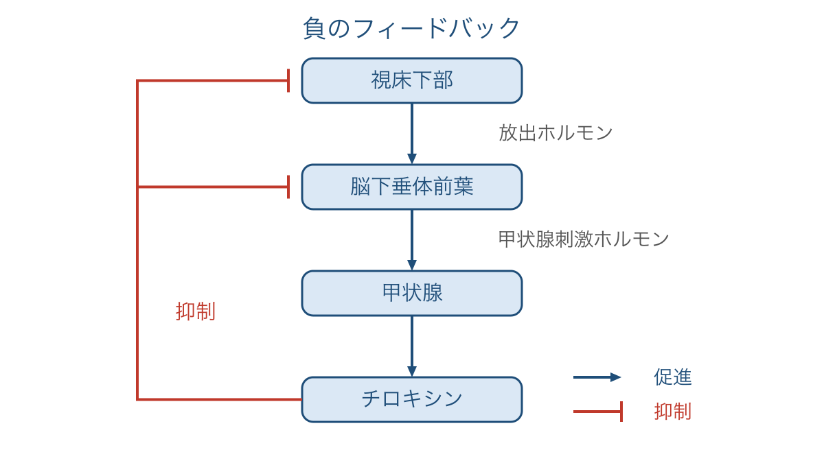 図3 チロキシンが上流の分泌を抑える負のフィードバック