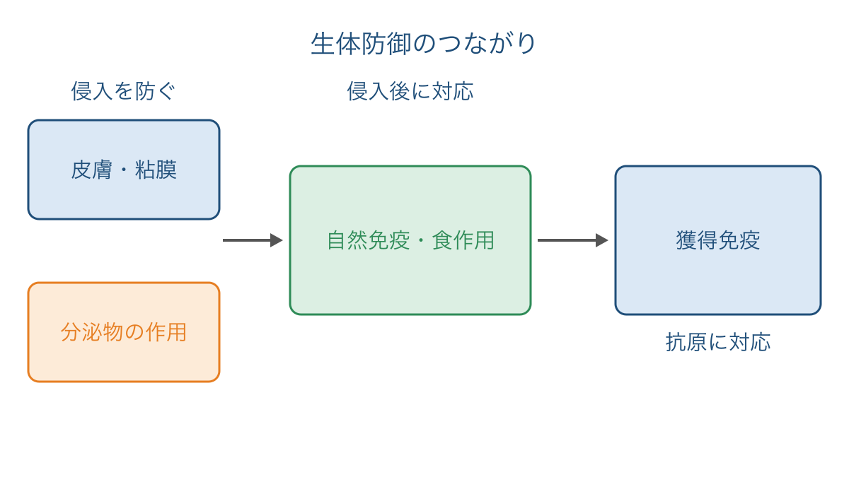 図1 体表の防御から食作用と獲得免疫へつながる道筋