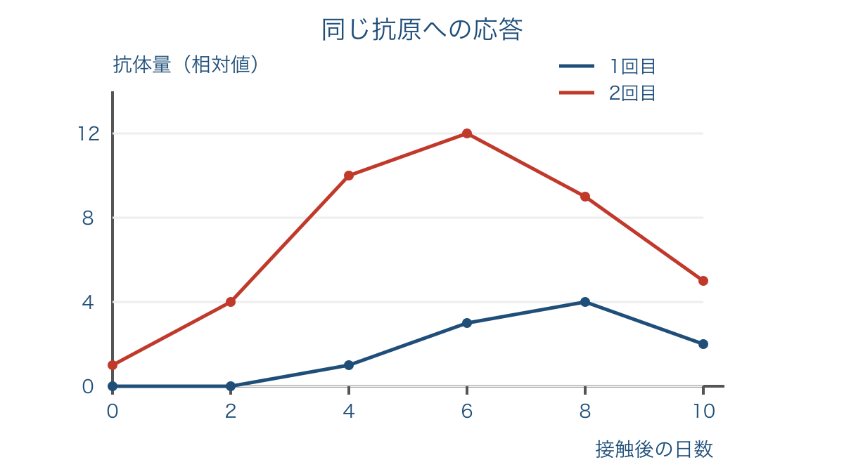 図3 同じ抗原への接触後に見られる抗体量の変化
