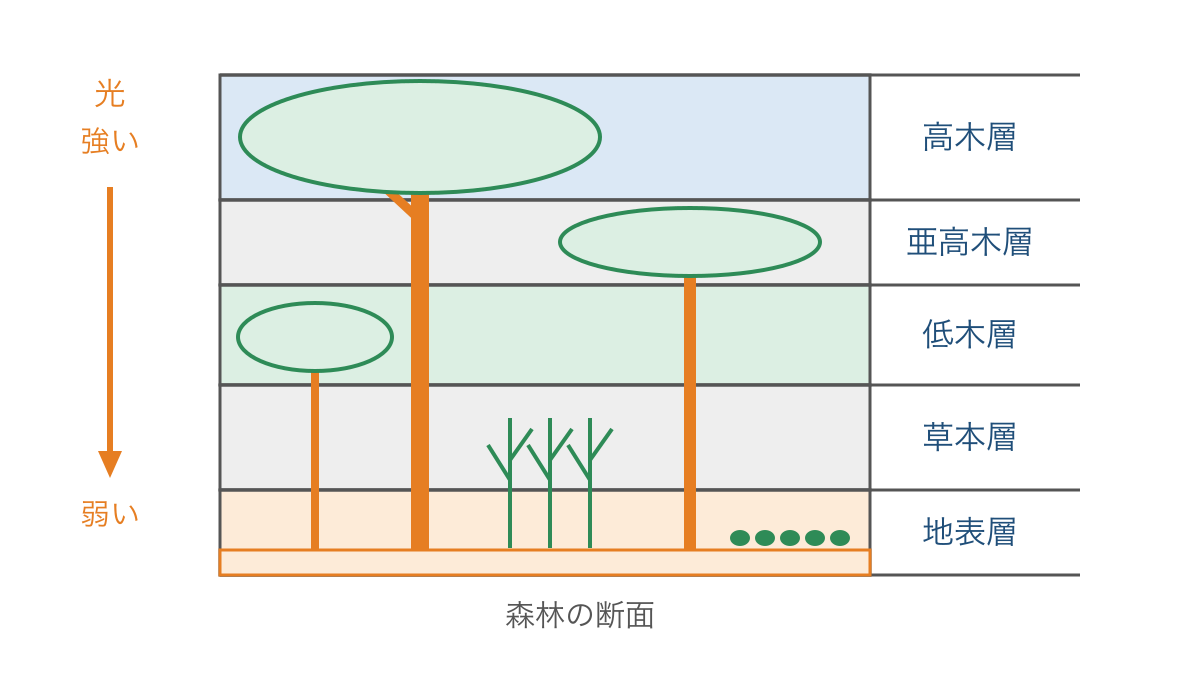 図1 森林を縦に見た階層構造と林床へ届く光の違い