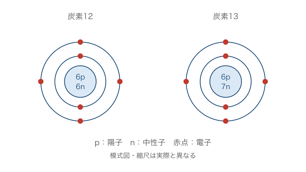 図1 炭素の同位体で共通する陽子数と異なる中性子数