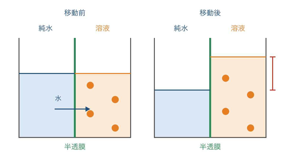 図3 半透膜を隔てた水の移動と液面差の発生を示す図